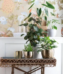 Dehner Raritäten|Grünpflanzen - Purpurtute - Syngonium podophyllum 'Albo Variegata', panaschiert