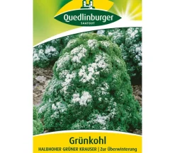 Quedlinburger Gemüsesamen - Samen Grünkohl 'Halbhoher Grüner Krauser'