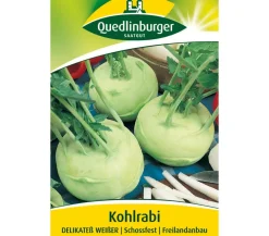 Quedlinburger Gemüsesamen > Samen Kohlrabi 'Delikateß Weißer'