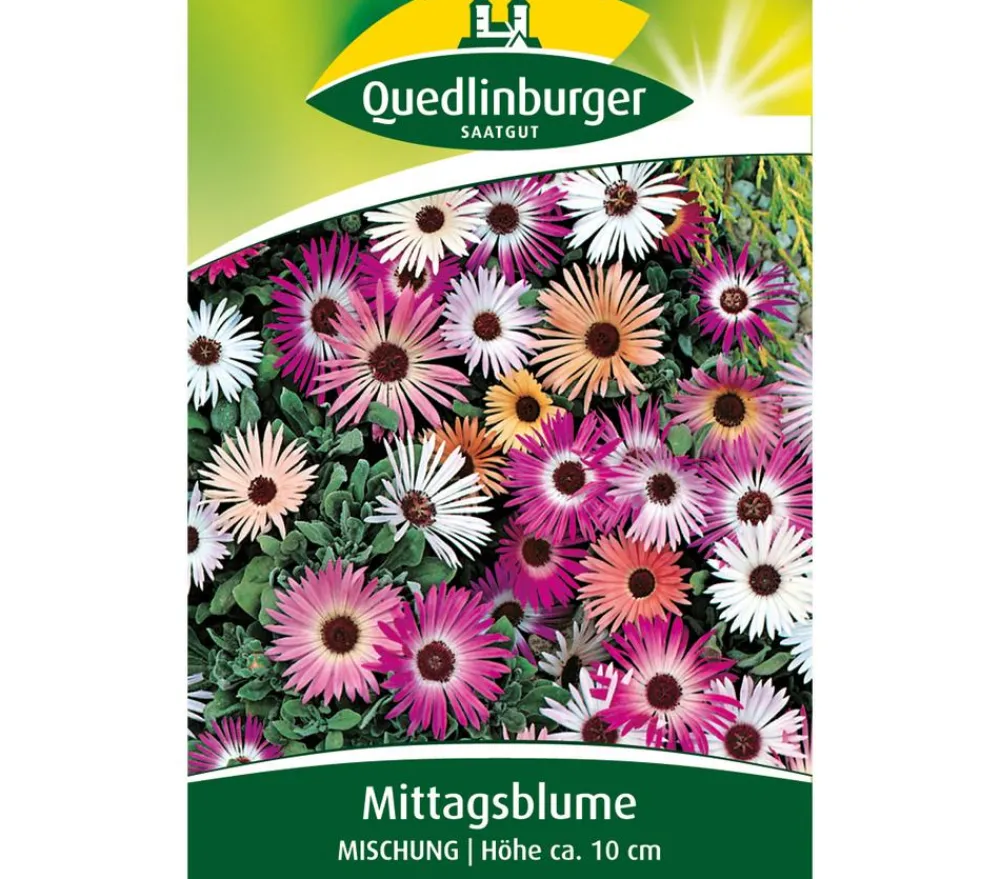 Quedlinburger Samen Mittagsblume 'Mischung' Bunt Sale