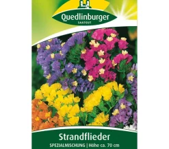 Quedlinburger Samen Strandflieder 'Spezialmischung' Clearance