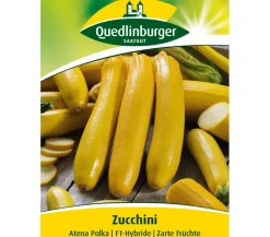 Quedlinburger Gemüsesamen > Samen Zucchini 'Atena Polka'