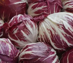 Dehner Kohl- & Salatpflanzen > Radicchio, 6er Schale