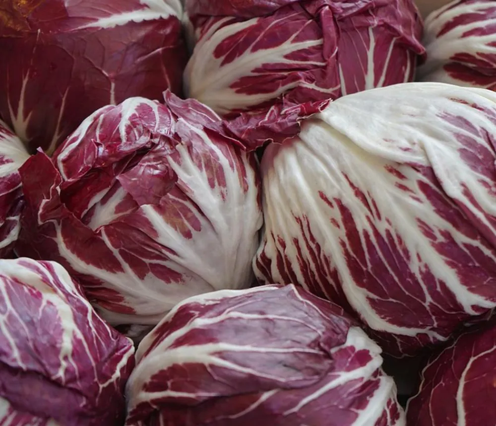 Dehner Kohl- & Salatpflanzen > Radicchio, 6er Schale