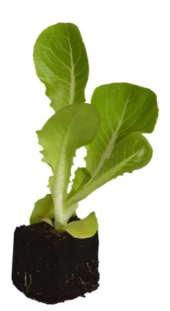 Dehner Kohl- & Salatpflanzen > Radicchio, 6er Schale
