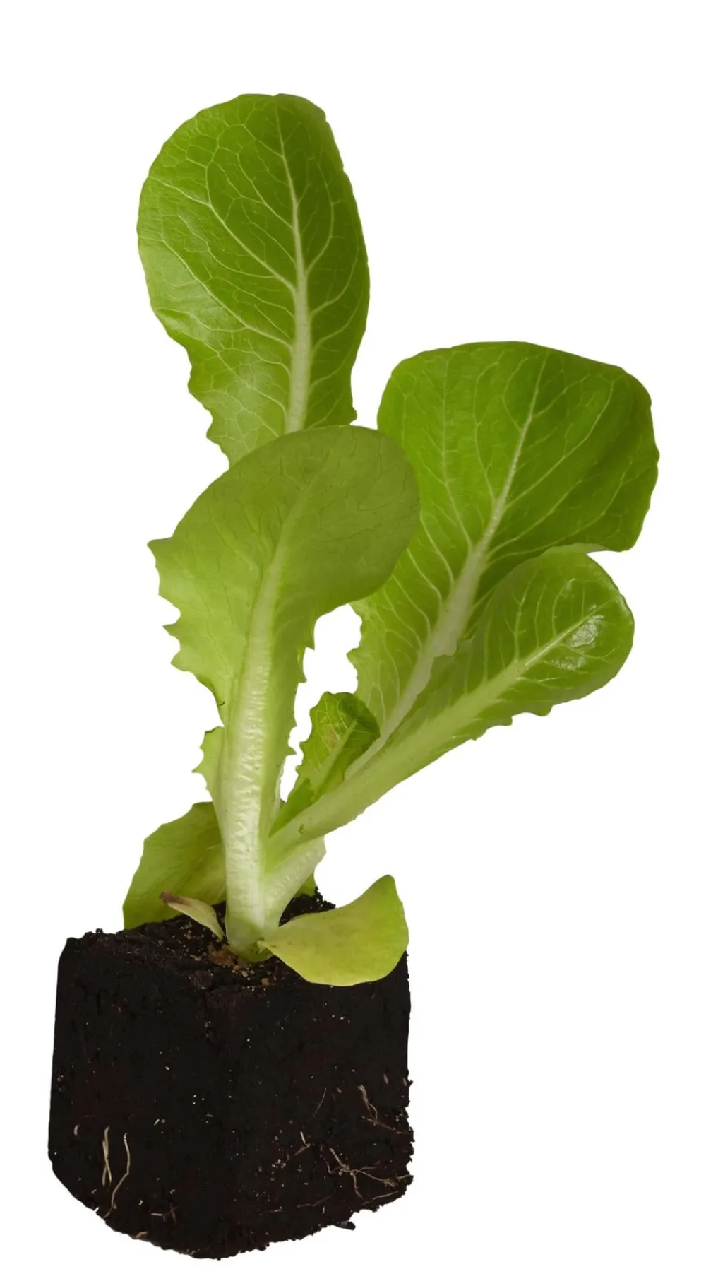 Dehner Kohl- & Salatpflanzen > Radicchio, 6er Schale