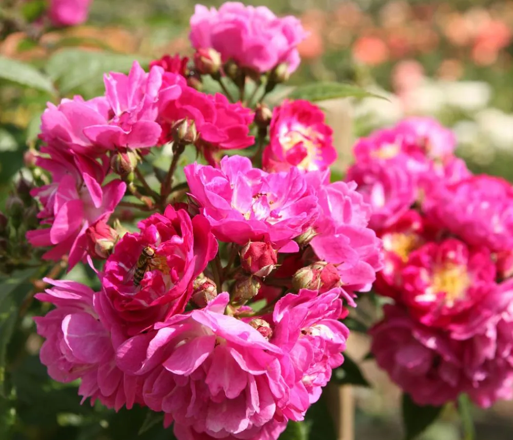 Dehner Ramblerrose 'Perennial Blue®' New