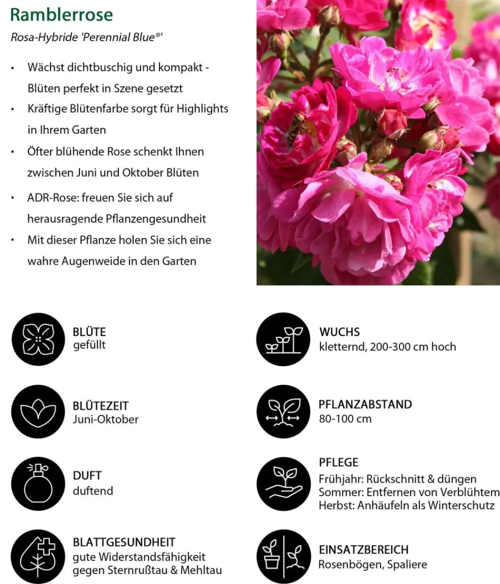 Dehner Ramblerrose 'Perennial Blue®' New