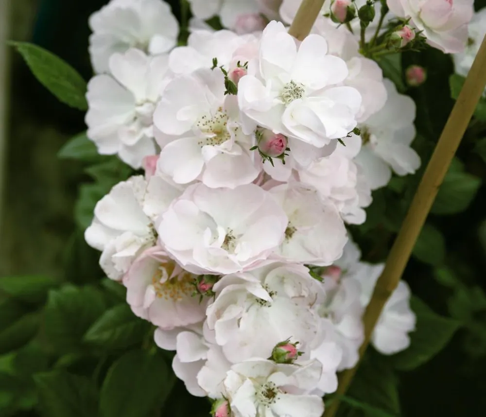 Dehner Rosen > Ramblerrose 'Perennial Blush®'