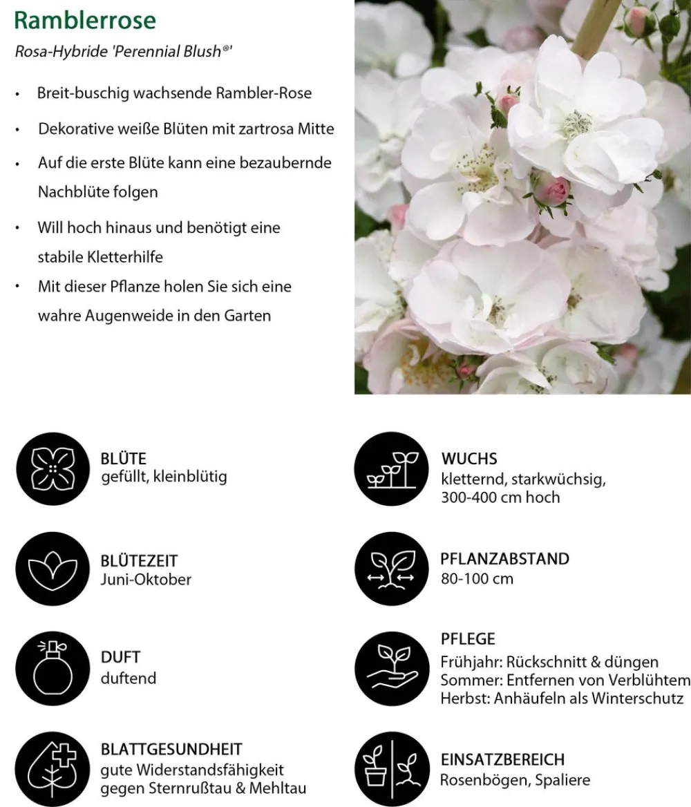 Dehner Rosen > Ramblerrose 'Perennial Blush®'
