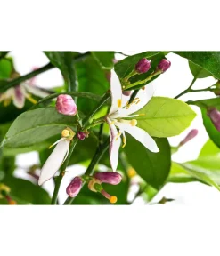 Dehner Rangpur-Limette 'Lima rossa' Orange Outlet