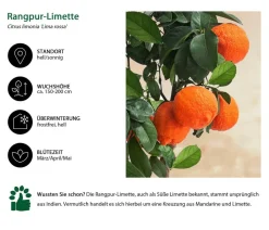 Dehner Zitruspflanzen|Terrassenpflanzen - Rangpur-Limette 'Lima rossa' Orange