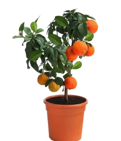 Dehner Zitruspflanzen|Terrassenpflanzen - Rangpur-Limette 'Lima rossa' Orange