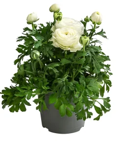 Dehner Grabschmuck & Grabgestaltung > Ranunkel