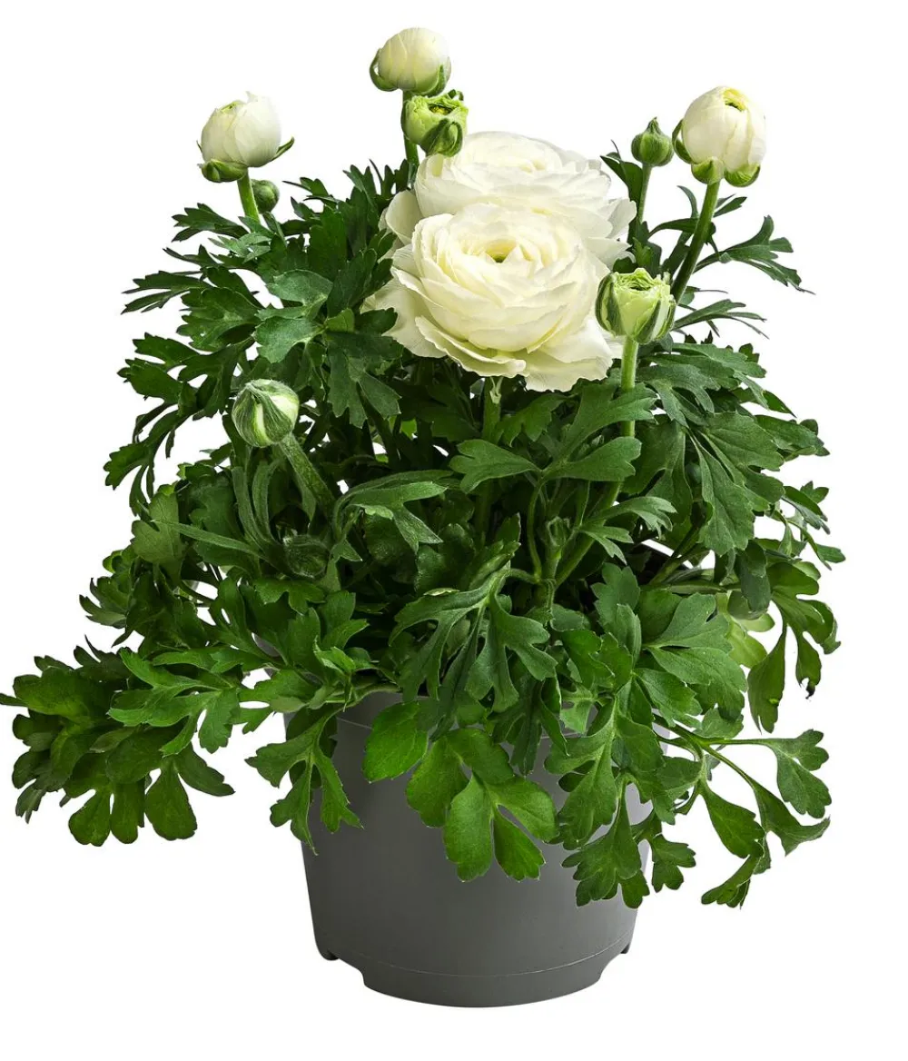 Dehner Grabschmuck & Grabgestaltung > Ranunkel