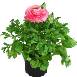 Dehner Ranunkel Rosa Best