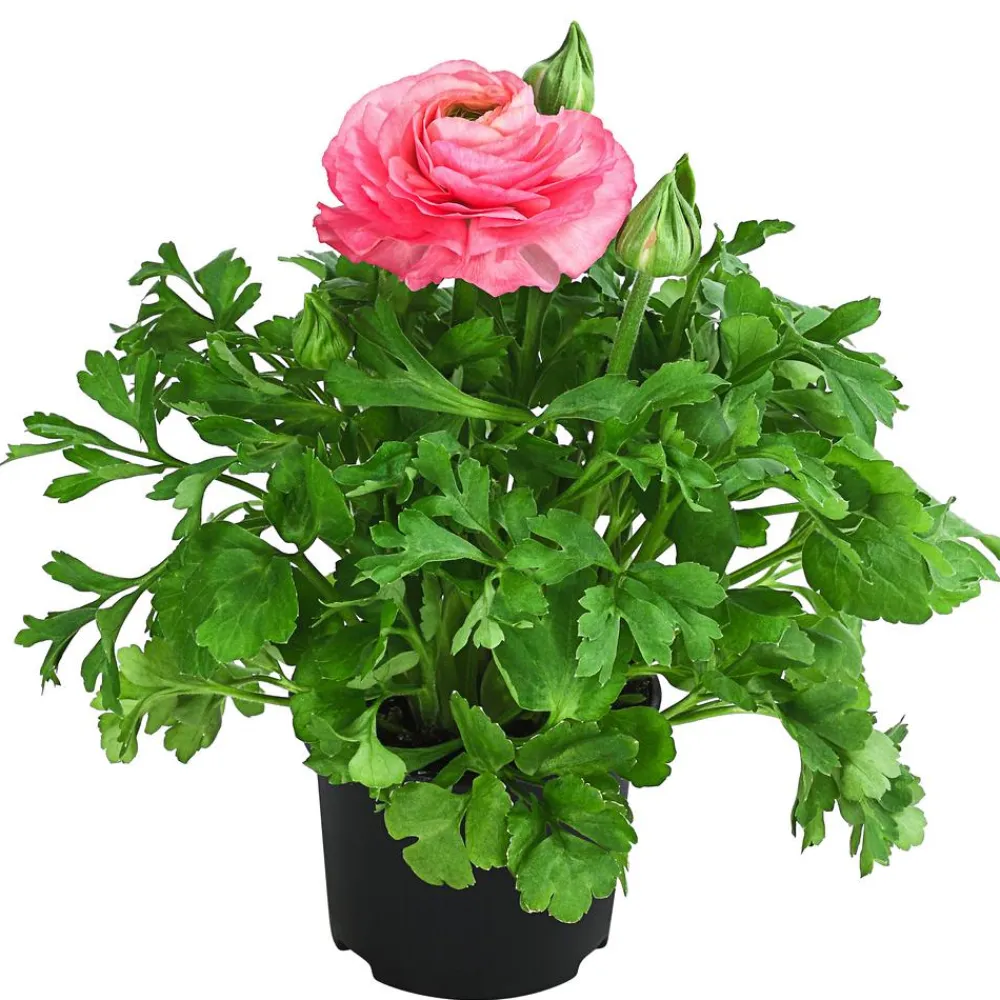 Dehner Ranunkel Rosa Best