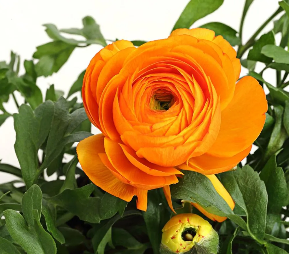 Dehner Ranunkel Orange Discount