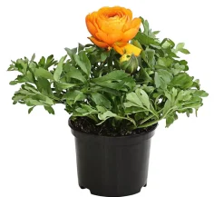Dehner Ranunkel Orange Discount