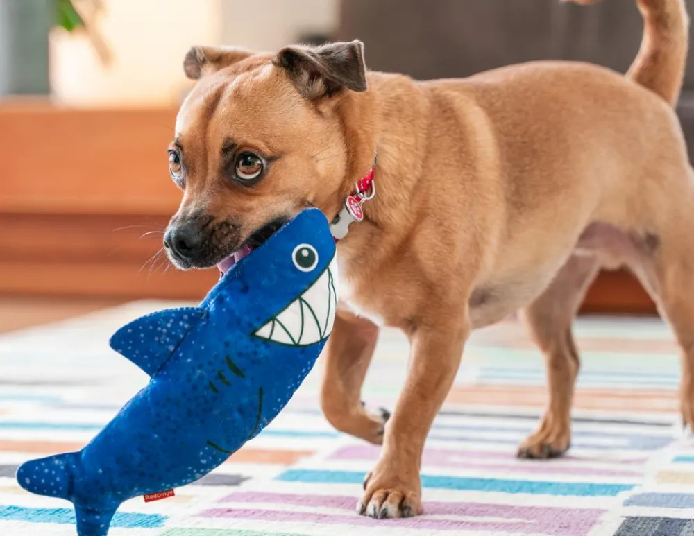 Red Dingo Hundespielzeug DURABLES Toys Hai Blau New