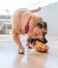 Red Dingo Hundespielzeug DURABLES Toys Nasenbär Online