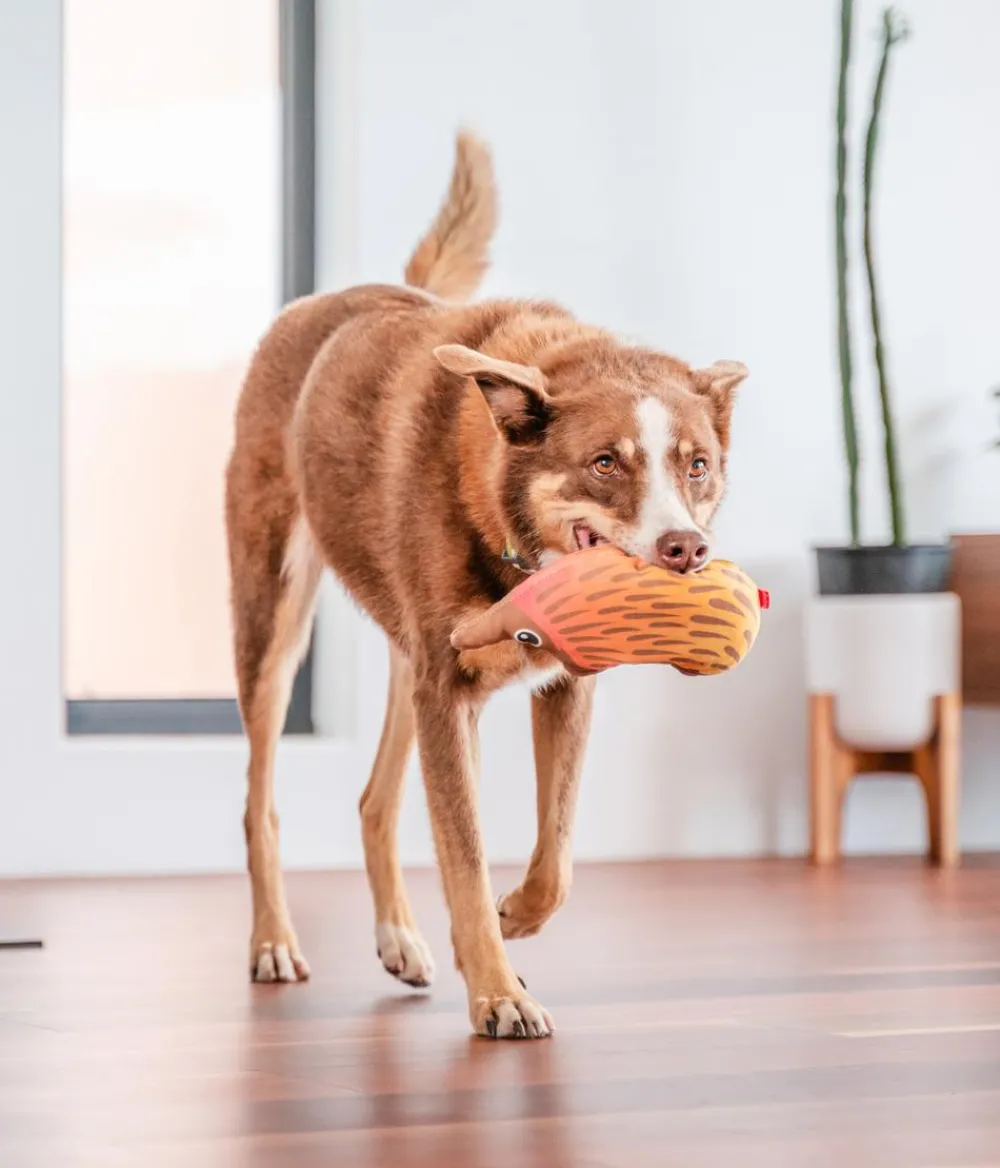 Red Dingo Hundespielzeug DURABLES Toys Nasenbär Online