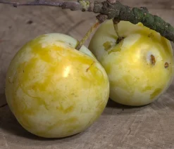 Dehner Obstbäume|Zwetschgen- & Pflaumenbäume > Reneklode 'Oullins Reneklode'