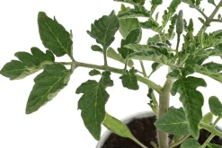 Dehner Auberginen- & Tomatenpflanzen > Resistente Tomate, rundfruchtig