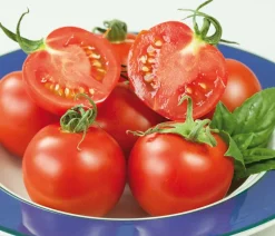 Dehner Auberginen- & Tomatenpflanzen > Resistente Tomate, rundfruchtig