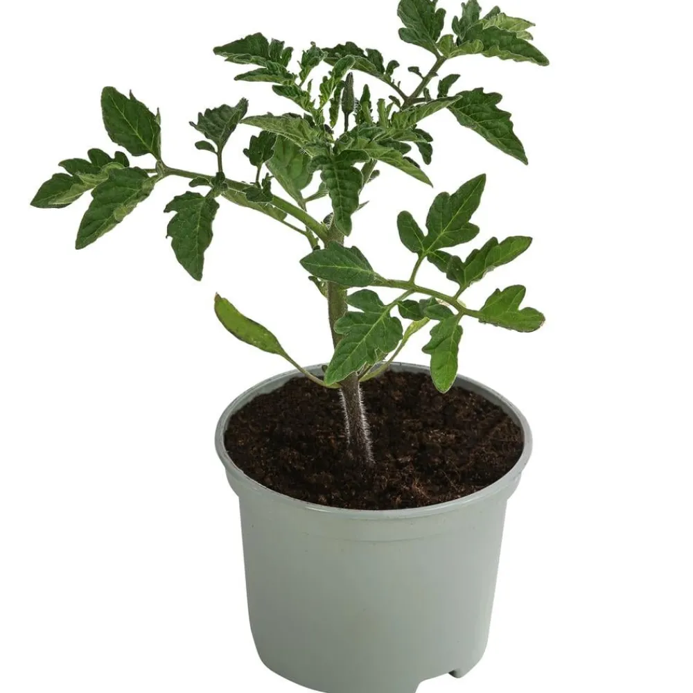 Dehner Auberginen- & Tomatenpflanzen > Resistente Tomate, rundfruchtig