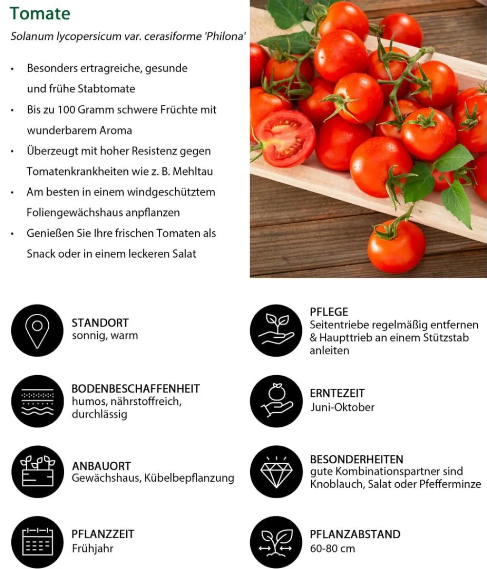 Dehner Auberginen- & Tomatenpflanzen > Resistente Tomate, rundfruchtig