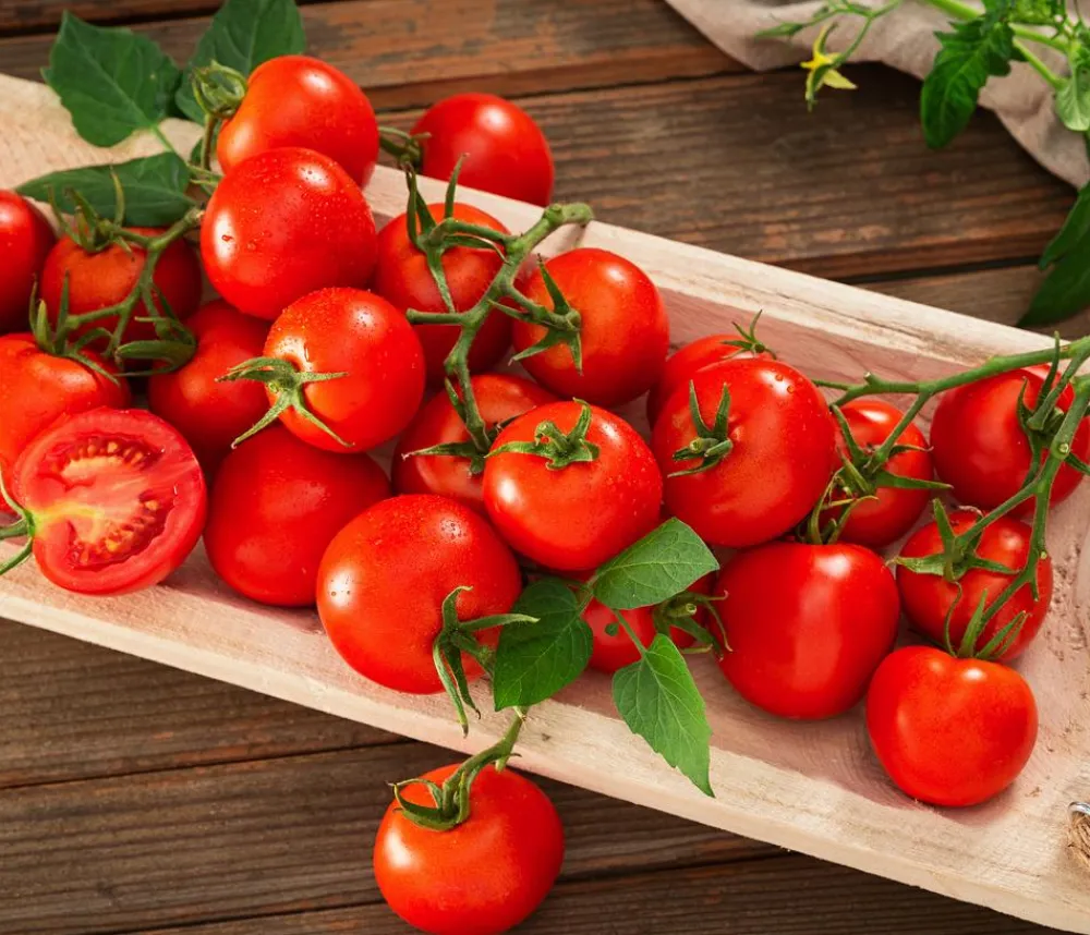 Dehner Auberginen- & Tomatenpflanzen > Resistente Tomate, rundfruchtig