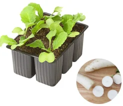 Dehner Gartengemüse|Kohl- & Salatpflanzen - Rettich, 6er Schale Weiß
