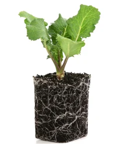 Dehner Gartengemüse|Kohl- & Salatpflanzen - Rettich, 6er Schale Weiß
