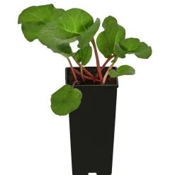 Dehner Weinreben & Gartenobst|Gartengemüse > Rhabarber 'Livingstone'