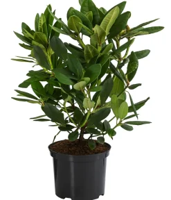 Dehner Rhododendren|Blühende Sträucher > Rhododendron