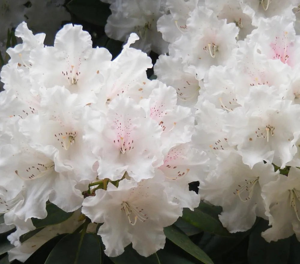 Dehner Rhododendren|Blühende Sträucher > Rhododendron