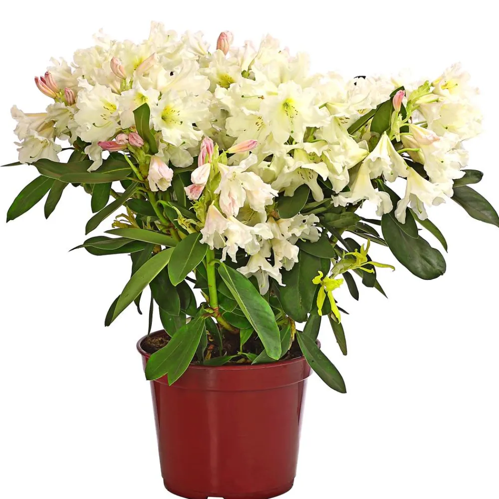 Dehner Rhododendren|Blühende Sträucher > Rhododendron