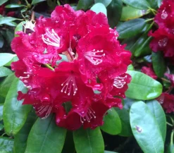 Dehner Rhododendren|Blühende Sträucher > Rhododendron