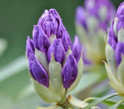 Dehner Rhododendron Blau Outlet
