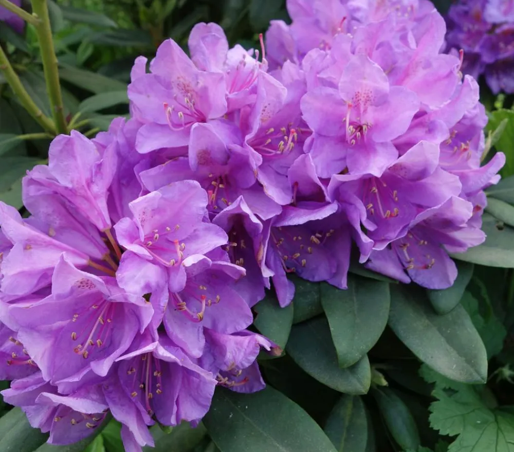 Dehner Rhododendron Blau Outlet