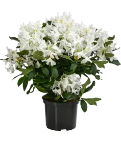 Dehner Rhododendron Weiß Hot