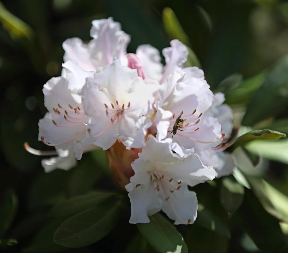 Dehner Rhododendron Weiß Hot