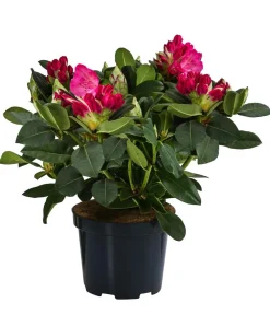Dehner Rhododendron Rosa Discount
