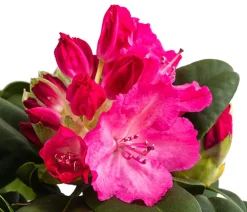 Dehner Rhododendron Rosa Discount