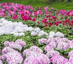 Dehner Rhododendren|Blühende Sträucher - Rhododendron Rosa