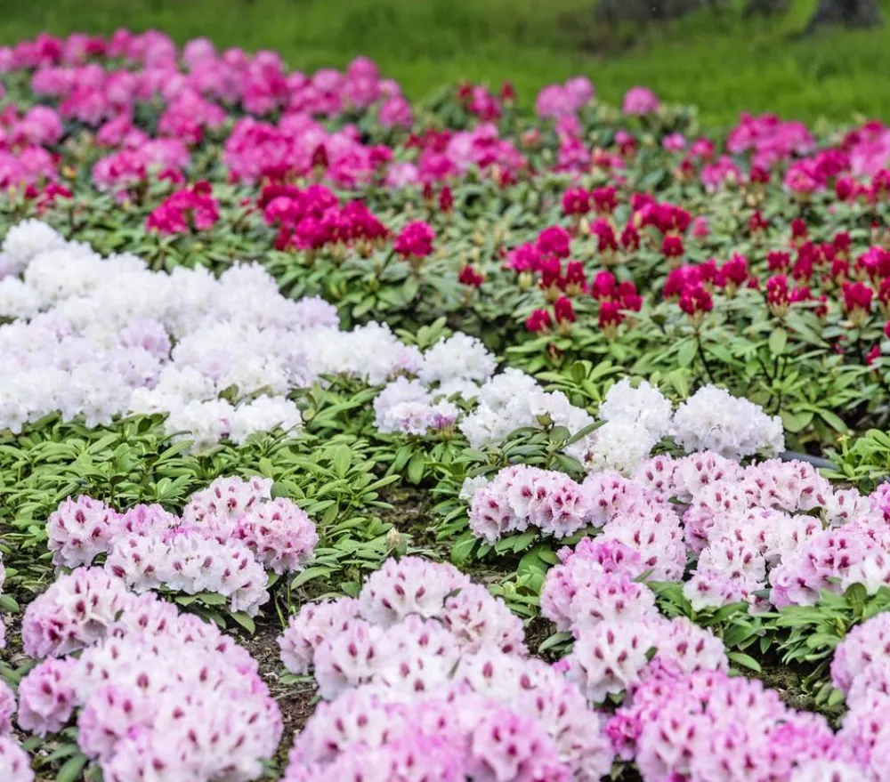 Dehner Rhododendren|Blühende Sträucher - Rhododendron Rosa