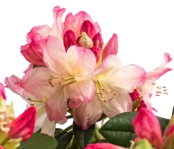 Dehner Rhododendren|Blühende Sträucher - Rhododendron Rosa