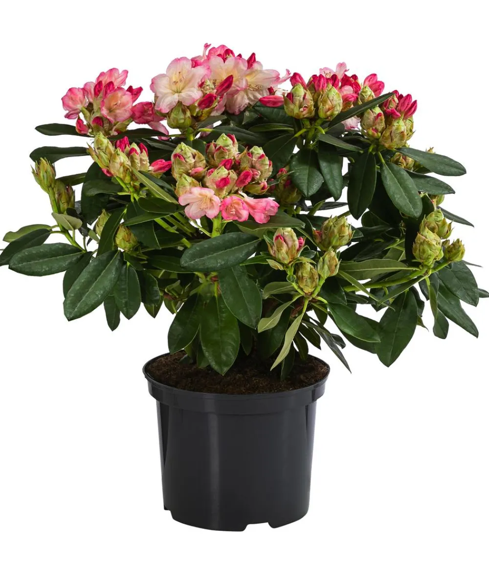 Dehner Rhododendren|Blühende Sträucher - Rhododendron Rosa