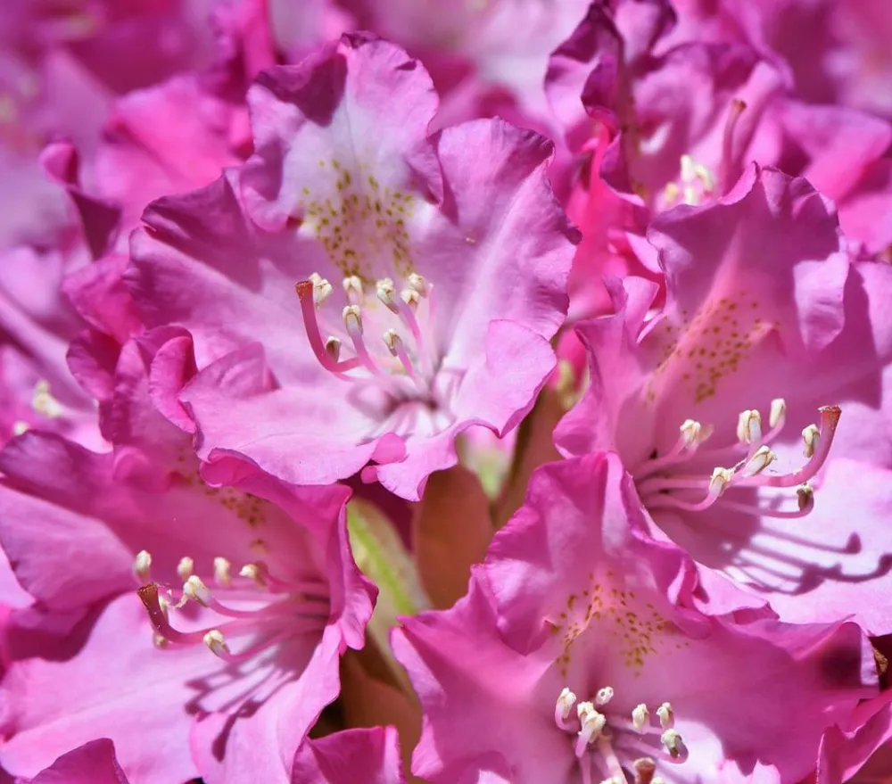 Dehner Rhododendren|Blühende Sträucher > Rhododendron 'Goldflimmer'